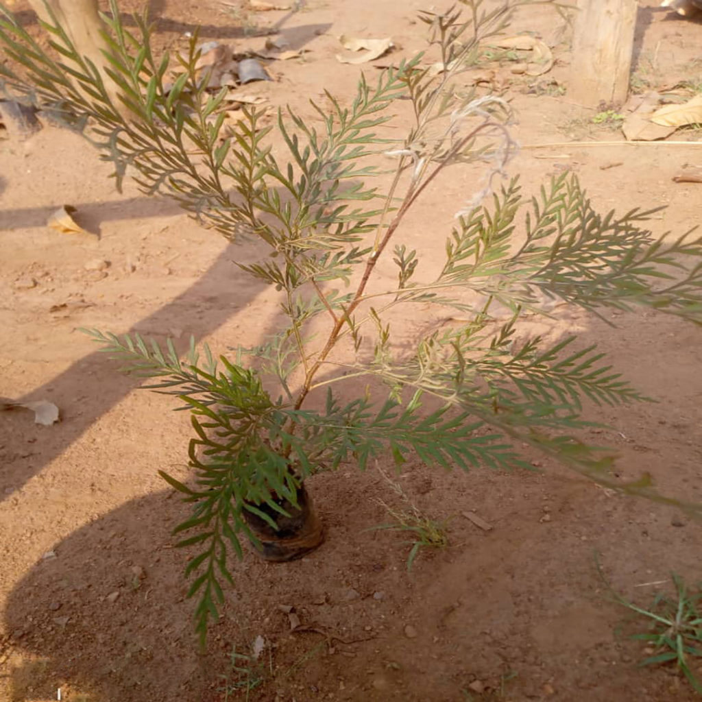 Grevillea robusta