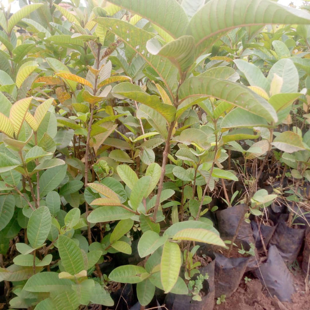 Guajava