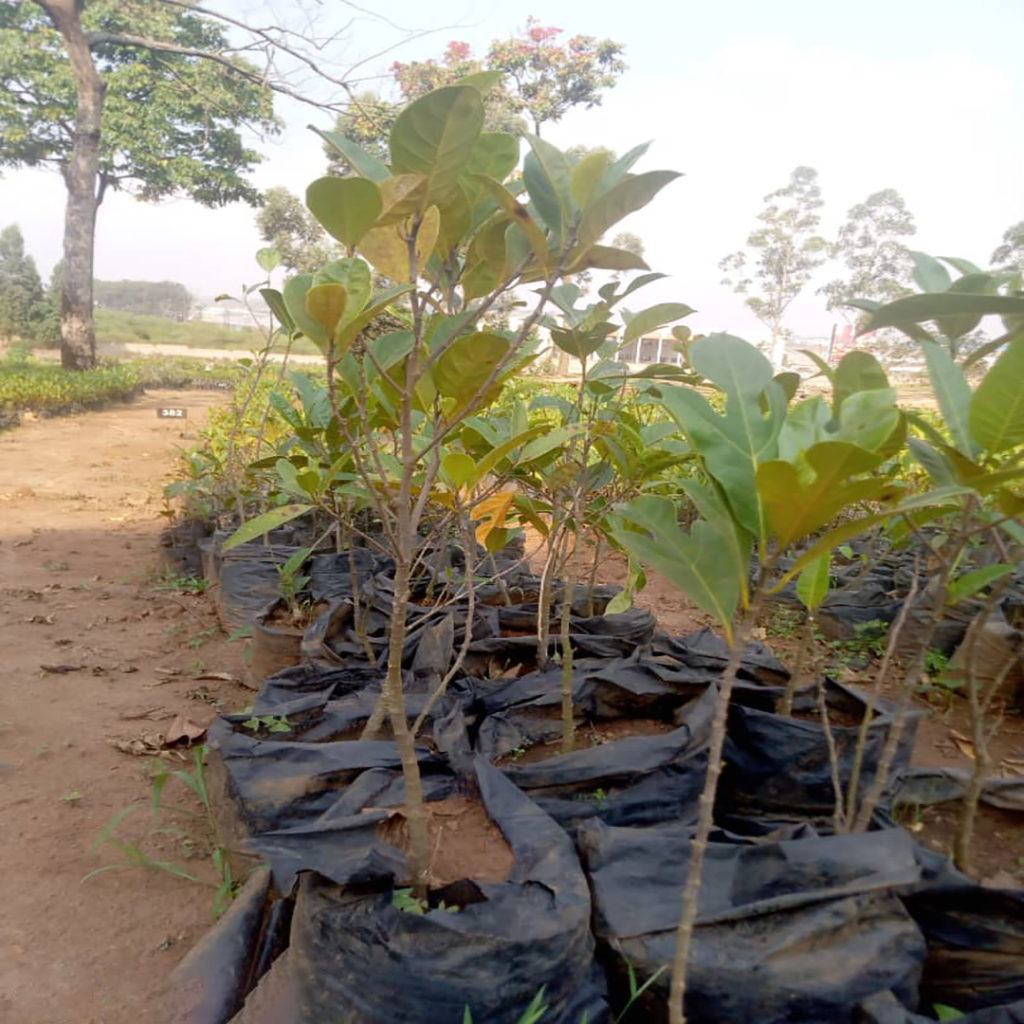 Jack fruit (Ffene)
