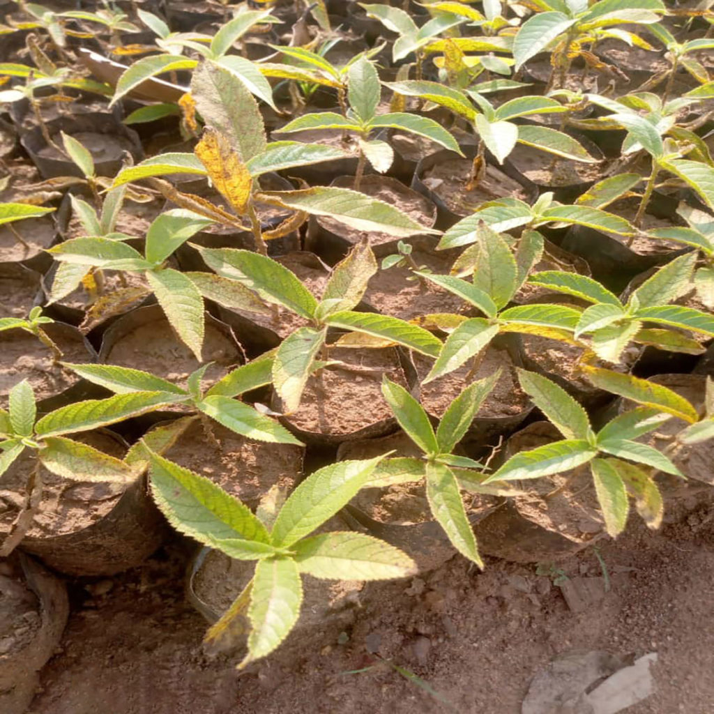 Milicia excelsa (mvule)