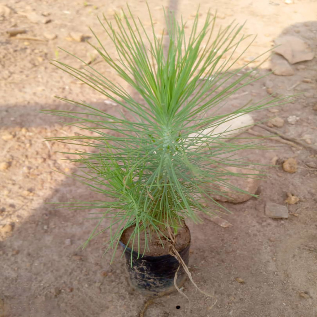 Pinus caribae (Pine)