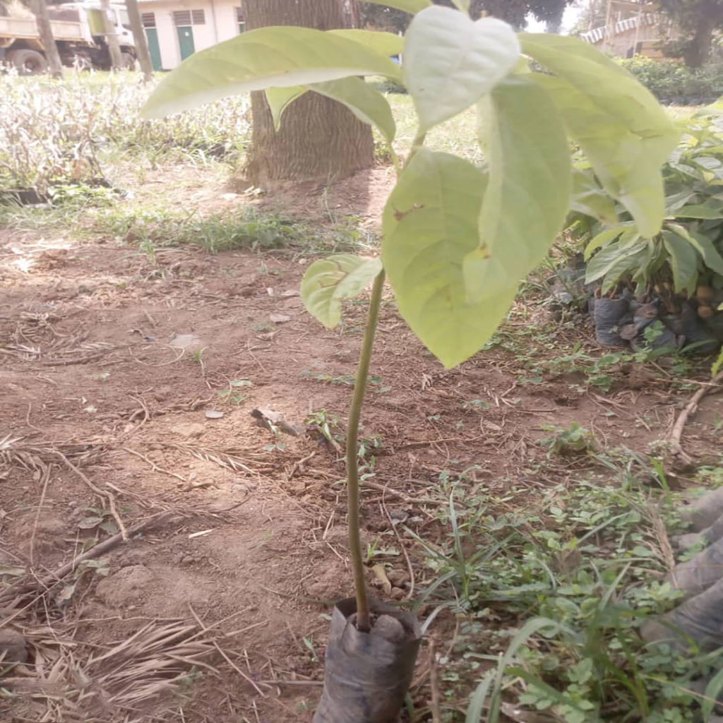 Avocado