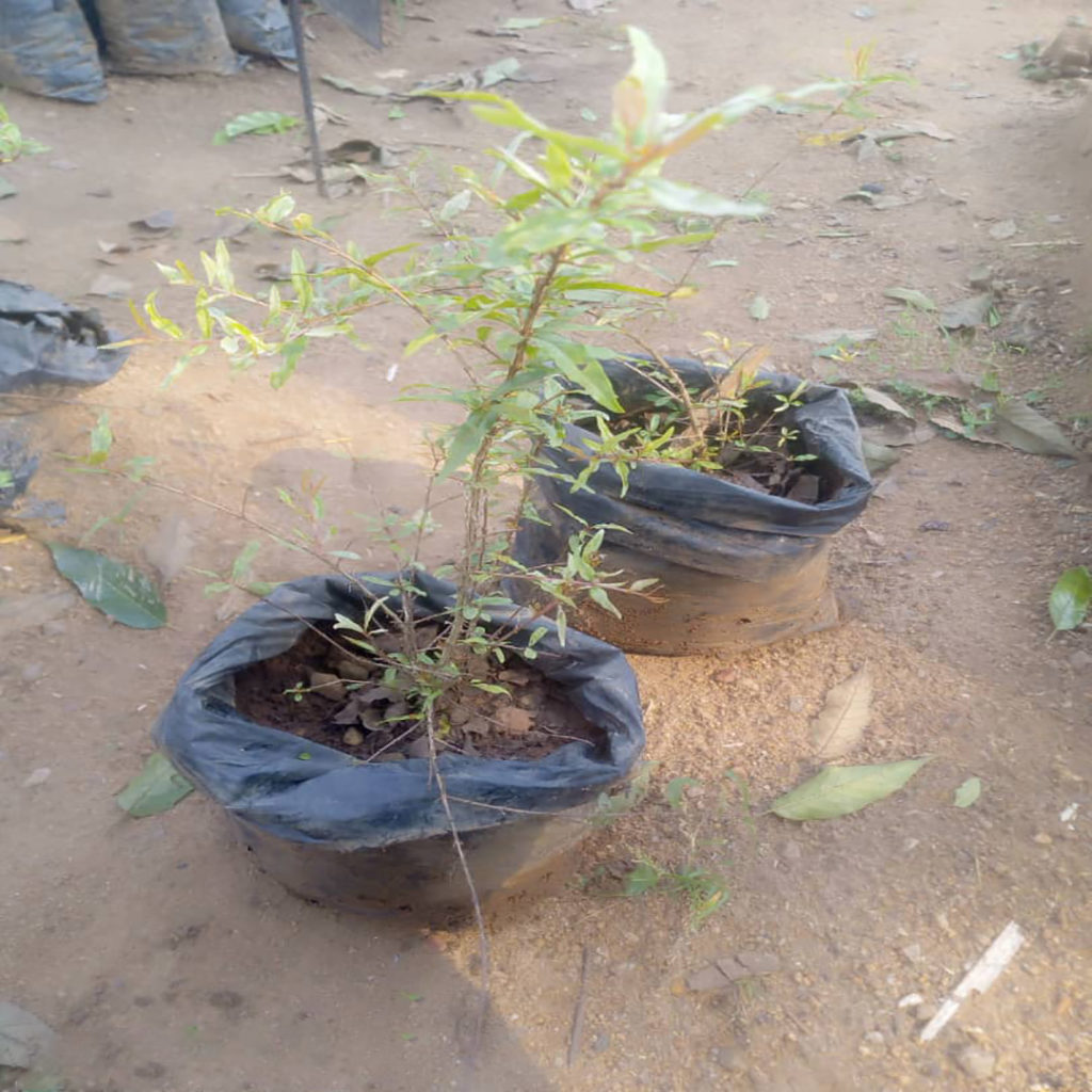 Pomegranate (nkomamawanga)