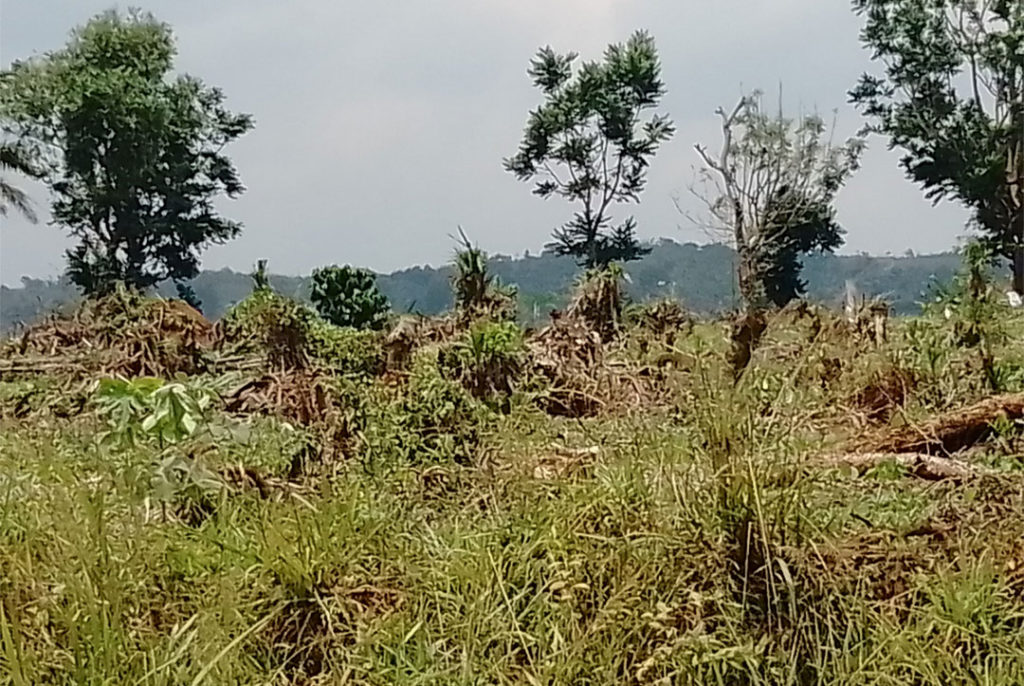 Sites of deforestation