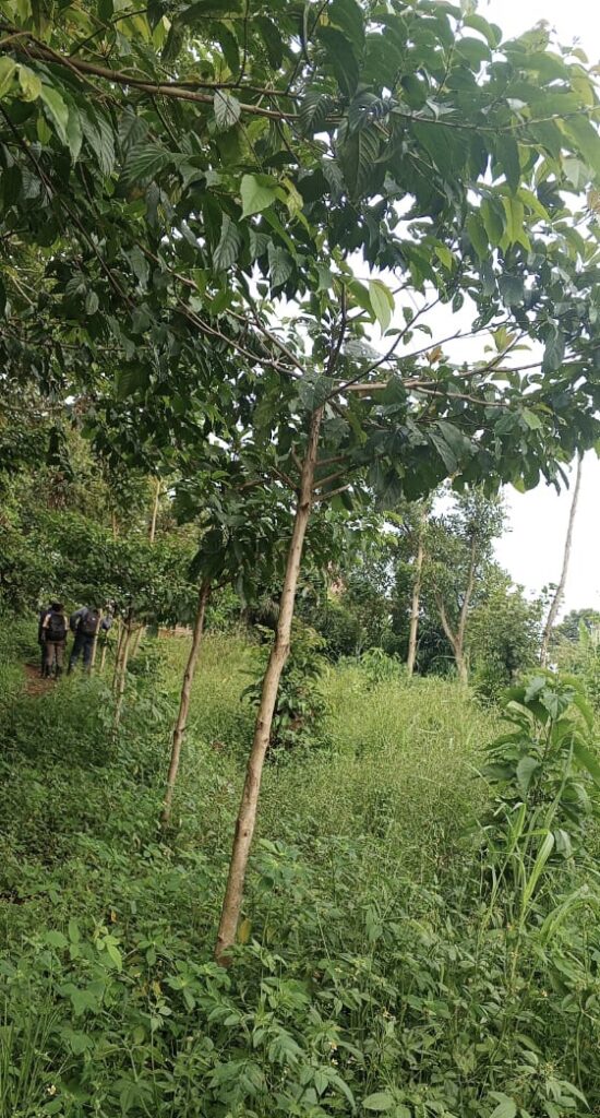 Boundary planting on Smallholder farmer's land under Flight Free Projects in Masulita (Source: FFP).